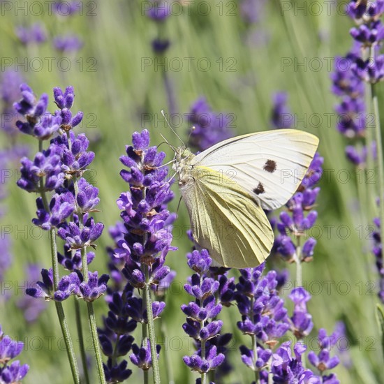 A Cabbage butterfly (Pieris brassicae) sucking nectar on the flower of true lavender (Lavandula angustifolia), in a natural environment in the wild, nice bokeh in the background, wildlife, insects, butterflies, butterflies, Wilnsdorf, North Rhine-Westphalia, Germany