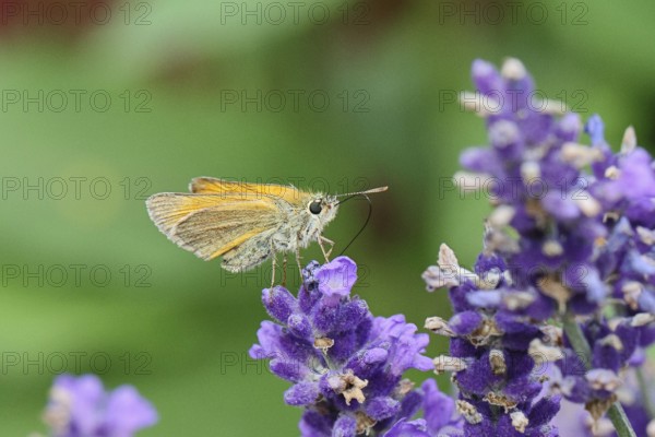 Large skipper (Ochlodes venatus), collecting nectar from a flower of Common lavender (Lavandula angustifolia), close-up, macro photograph, Wilnsdorf, North Rhine-Westphalia, Germany