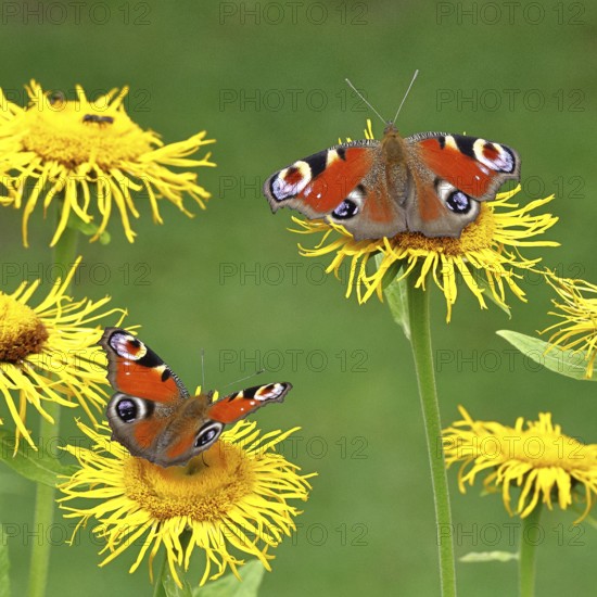 Peacock butterfly (Aglais io), two butterflies on yellow flowers of a Great Telekie (Telekia speciosa), macro photograph, Wilnsdorf, North Rhine-Westphalia, Germany