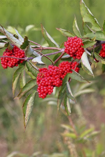 Red Elderberry (Sambucus racemosa), Grape Elderberry, Stag Elderberry, on a forest area destroyed by the bark beetle, Wilnsdorf, North Rhine-Westphalia, Germany