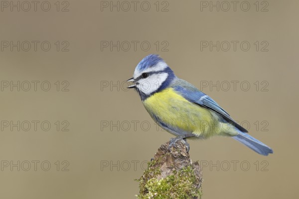 Blue tit (Parus caeruleus), sitting and singing on moss-covered dead wood, Wilnsdorf, North Rhine-Westphalia, Germany