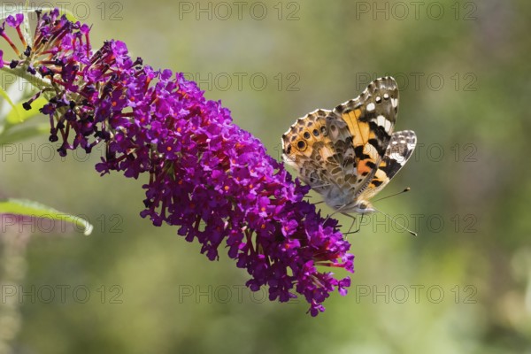 Thistle butterfly (Vanessa cardui, Cynthia cardui) on lush purple flowers (summer lilac, Buddleja davidii) in the sun, Hesse, Germany