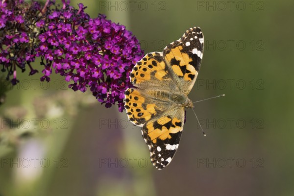 Thistle butterfly (Vanessa cardui, Cynthia cardui) on a purple flower (Buddleja davidii) in a natural environment, Hesse, Germany