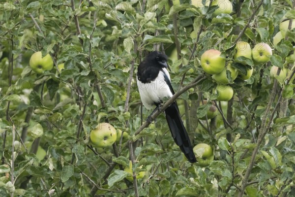 Magpie (Pica pica) sitting on a branch of an apple tree, surrounded by green leaves and unripe apples, Hesse, Germany