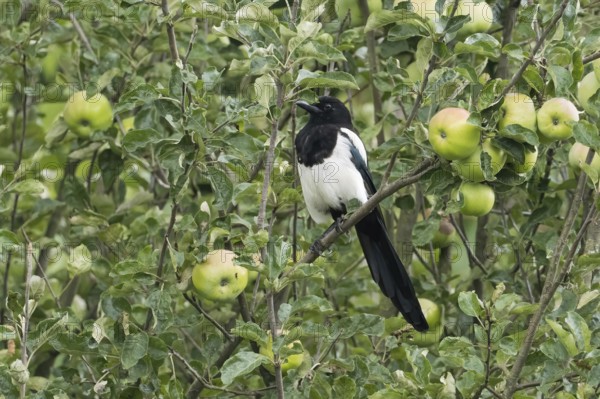 Magpie (Pica pica) sitting on a branch of an apple tree, surrounded by green leaves and unripe apples, Hesse, Germany, Hesse, Germany