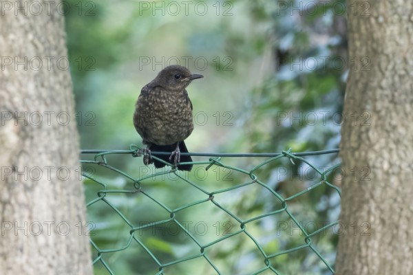 Blackbird (Turdus merula), young bird, sitting on a wire fence between trees, Hesse, Germany