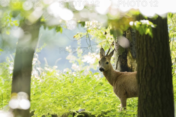 A roebuck (Capreolus capreolus) stands between trees in a sunny, green forest, Hesse, Germany