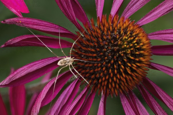 Weavers (Opiliones spec) on a flower of the purple coneflower (Echinacea purpurea), Hesse, Germany