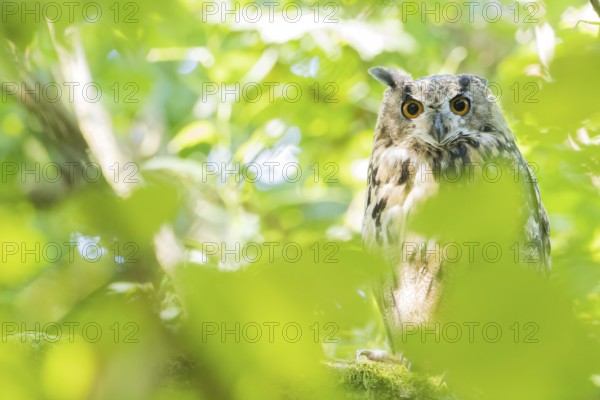 A long-eared owl (asio otus) peers intently through the dense foliage of the forest, Hesse, Germany