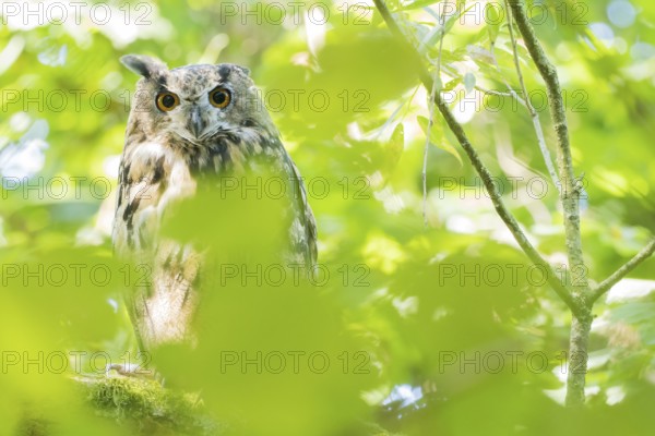 A long-eared owl (asio otus) hides between leaves, surrounded by light and shadow in the forest, Hesse, Germany