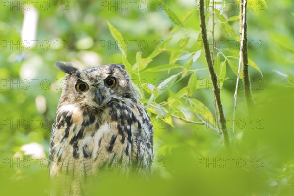 A long-eared owl (asio otus) stands in the green forest and looks through the foliage with wide eyes, Hesse, Germany