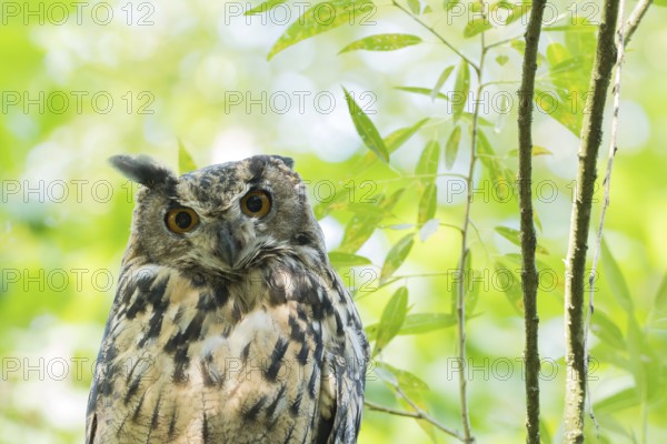 A long-eared owl (asio otus) is surrounded by green branches and curiously observes its surroundings, Hesse, Germany