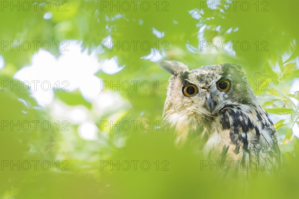 A long-eared owl (asio otus) hides between green leaves in the forest and looks attentively, Hesse, Germany