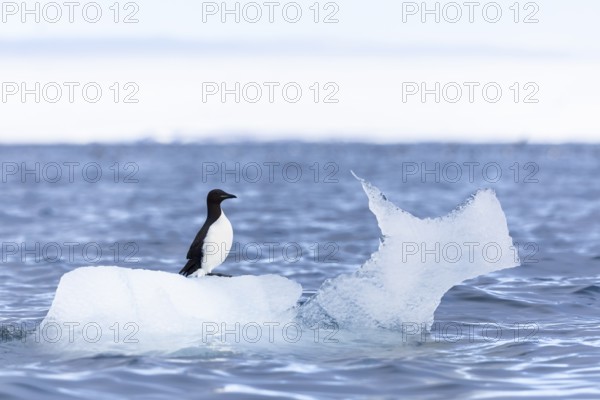 Thick-billed guillemot (Uria lomvia) on an ice floe, sea, water, alcids (Alcidae), Alkefjellet, Spitsbergen, Svalbard