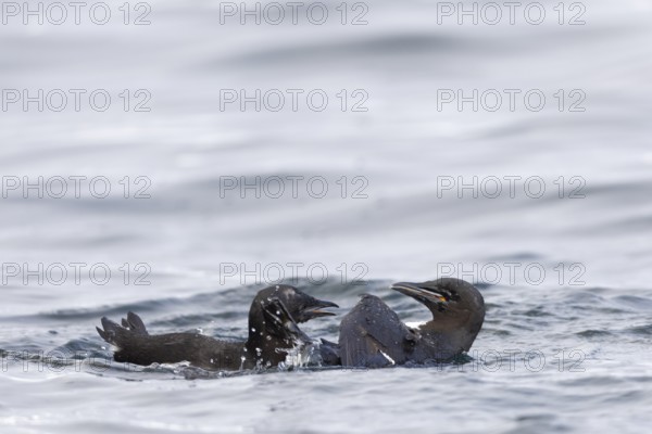 Thick-billed guillemot (Uria lomvia) fighting in the water, alcids (Alcidae), Alkefjellet, Spitsbergen, Svalbard