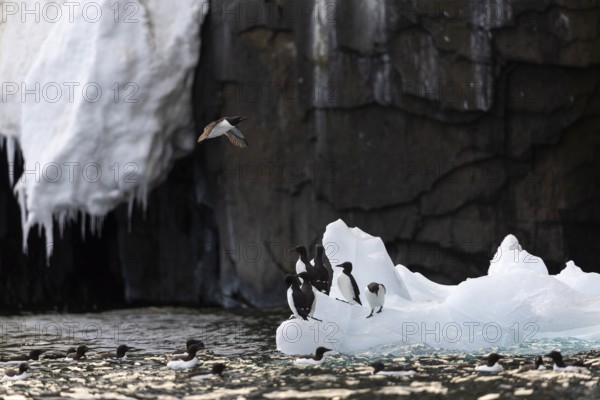 Thick-billed guillemot (Uria lomvia) on an ice floe, alcids (Alcidae), Alkefjellet, Spitsbergen, Svalbard