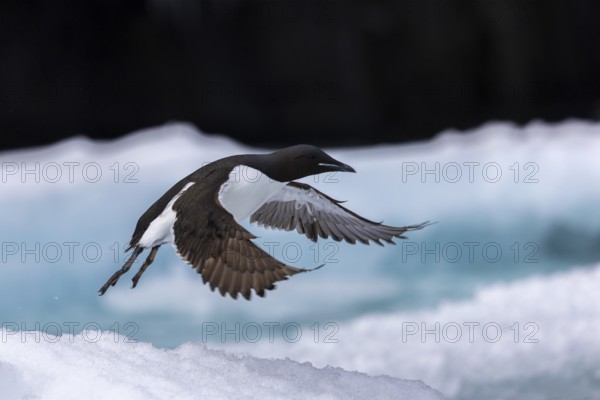 Thick-billed guillemot (Uria lomvia) on an ice floe, alcids (Alcidae), Alkefjellet, Spitsbergen, Svalbard