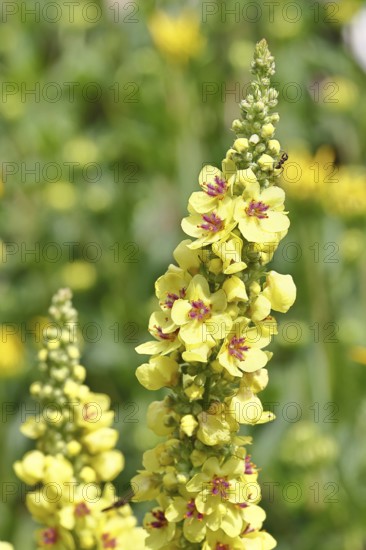 Dark mullein (Verbascum nigrum), flowers, inflorescences, in a natural garden, Wilnsdorf, North Rhine-Westphalia, Germany