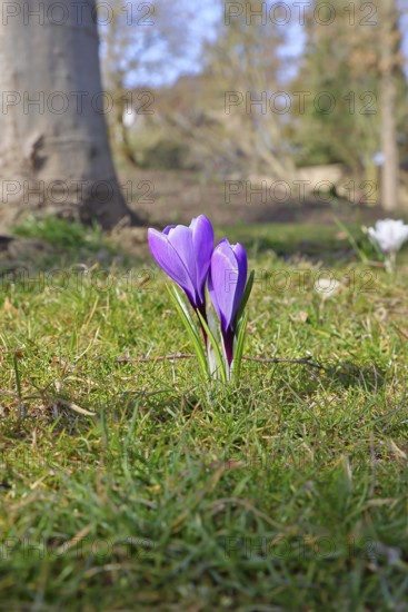 Violet crocus (Crocus neapolitanus), two flowers next to each other, spring, Siegen, North Rhine-Westphalia