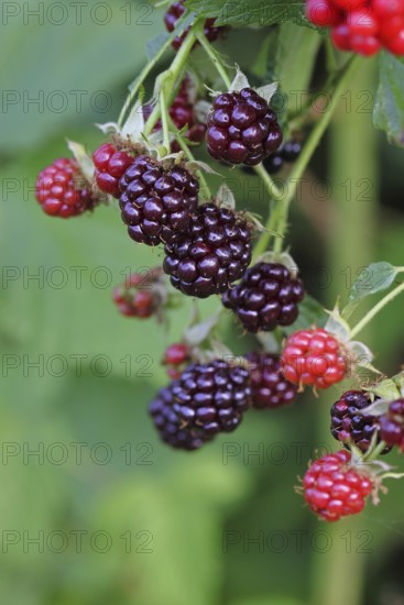Blackberries (Rubus fruticosus), unripe and ripe fruit on a bush in a forest, Wilnsdorf, North Rhine-Westphalia, Germany
