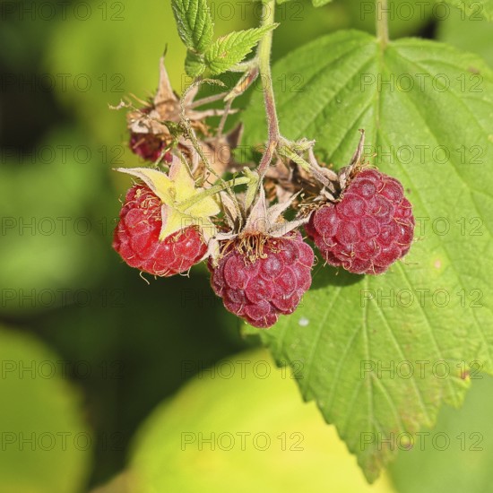 Wild raspberries (Rubus idaeus) ripe fruit on a vine in the forest, Wilnsdorf, North Rhine-Westphalia, Germany