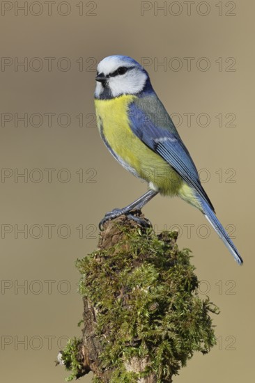 Blue tit (Parus caeruleus), sitting on moss-covered dead wood, Wilnsdorf, North Rhine-Westphalia, Germany