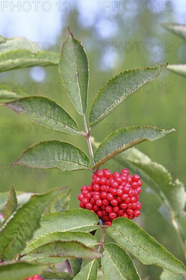 Red Elderberry (Sambucus racemosa), Grape Elderberry, Stag Elderberry, on a forest area destroyed by the bark beetle, Wilnsdorf, North Rhine-Westphalia, Germany