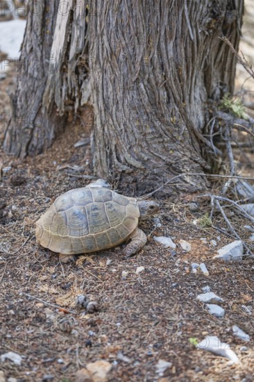Common Tortoise (Testudo graeca) moving into the wood, Panormitis, Symi Island, Dodecanese Islands, Greece