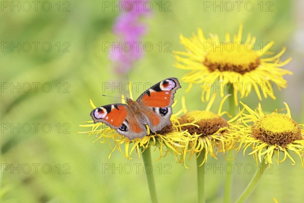 Peacock butterfly (Aglais io), on a yellow flower of a Great Telekie (Telekia speciosa), Wilnsdorf, North Rhine-Westphalia, Germany