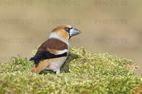 Hawfinch (Coccothraustes coccothraustes), male, sitting on a moss-covered tree stump, Wilnsdorf, North Rhine-Westphalia, Germany
