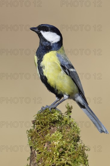 Great tit (Parus major), sitting on a moss-covered tree root, Wilnsdorf, North Rhine-Westphalia, Germany