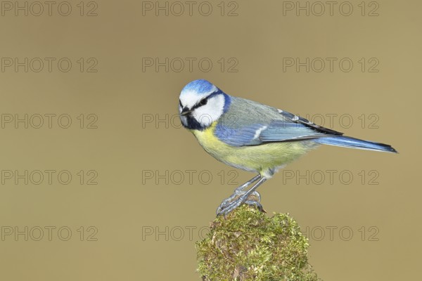 Blue tit (Parus caeruleus), sitting on moss-covered dead wood, Wilnsdorf, North Rhine-Westphalia, Germany