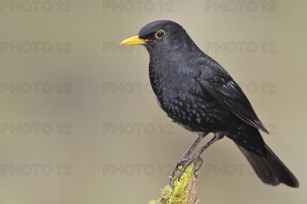 Blackbird (Turdus merula) male, on a moss-covered tree root, Wilnsdorf, North Rhine-Westphalia, Germany