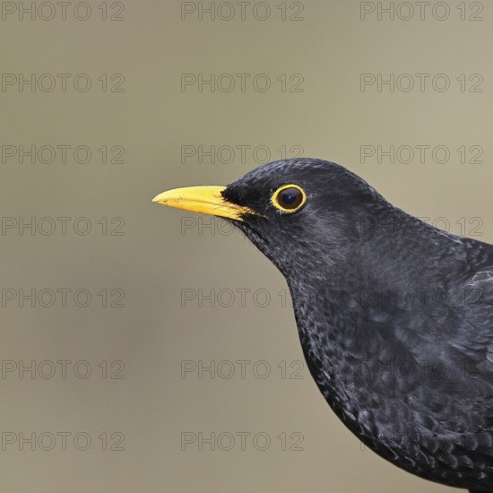 Blackbird (Turdus merula) male, animal portrait, Wilnsdorf, North Rhine-Westphalia, Germany
