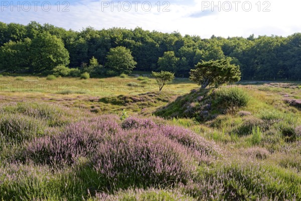 Ripple-crowned dune area in the Schleswig-Holstein municipality of Jörl. The nature reserve Düne am Rimmelsberg is an FFH area, overgrown with heather and juniper. Rimmelsberg, Jörl, Schleswig-Holstein, Germany