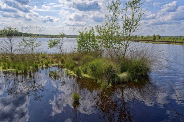 Water surface and marsh grass in Himmelmoor. Himmelmoor, the largest raised bog in Schleswig-Holstein, has been largely renaturalised and rewetted and is part of the European Natura 2000 protected area. Quickborn, Pinneberg district, Schleswig-Holstein, Germany