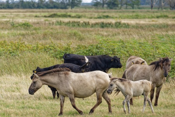Wild Konik horses with foals and Highland cattle, Galloway, on the pastures of the Geltinger Birk nature reserve. Gelting, Schleswig-Holstein, Germany