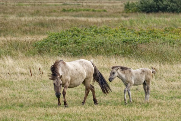 Wild horse of the Konik species with foal on the pastures of the Geltinger Birk nature reserve. Gelting, Schleswig-Holstein, Germany
