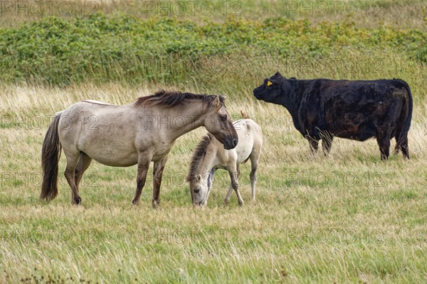 Wild horse of the Konik species with foal and Highland cattle, Galloway, on the pastures of the Geltinger Birk nature reserve. Gelting, Schleswig-Holstein, Germany