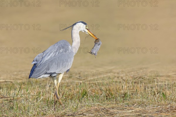 Grey heron (Ardea cinerea), standing with a captured field mouse (Microtus arvalis) in a mown meadow, spring, wildlife, nature photography, heron, Lake Neusiedl National Park, Seewinkel, Burgenland, Austria