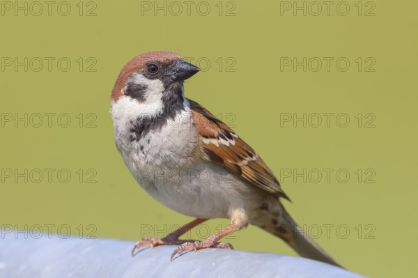 Tree sparrow (Passer montanus), sitting on a galvanised pipe, wildlife, animals, birds, sparrow, sparrows, Lake Neusiedl National Park, Seewinkel, Burgenland, Austria