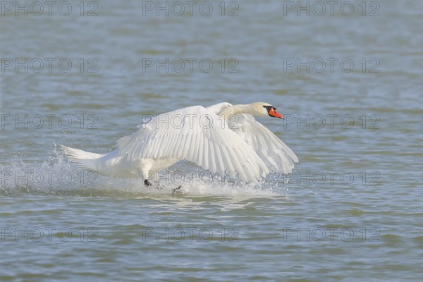 Mute swan (Cygnus olor) in flight, lands in the water, wildlife, animals, swan, Lake Neusiedl National Park, Seewinkel, Burgenland, Austria