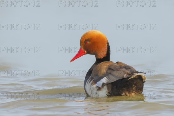Red-crested pochard (Netta rufina), male, swimming in water, wildlife, animals, duck, Ziggsee, Lake Neusiedl National Park, Seewinkel, Burgenland, Austria