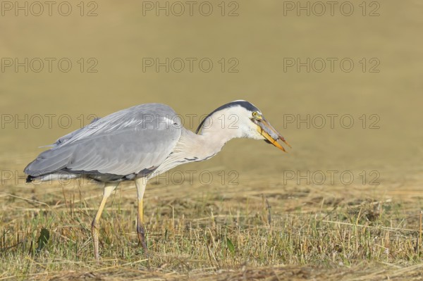 Grey heron (Ardea cinerea), devouring a field mouse (Microtus arvalis) caught in a mown meadow, spring, wildlife, nature photography, heron, Lake Neusiedl National Park, Seewinkel, Burgenland, Austria