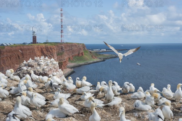 Many gannets (Morus bassanus) (synonym: Sula bassana) on cliffs of red sandstone, clear blue sky, lighthouse, transmission tower, coastline, one animal approaching with wings spread, territory, gannet colony, many nests, downy chicks, down, chick fluff, earth nests, narrowness, adult, juvenile, nesting, nesting places, nesting site, parents, baby animals, rocky coast, blue sea, water, sunny day, guillemot cliffs, North Sea island of Heligoland, Schleswig-Holstein, Germany