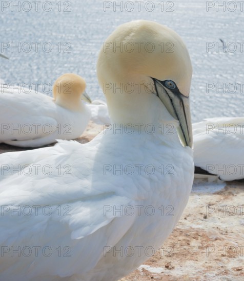 A gannet (Morus bassanus) (synonym: Sula bassana) relaxes and preens its plumage, open eye, large beak, other animals in the background, close-up, close-up, portrait, portrait, sea in the background, the white plumage is shown in detail, feather, feathers, water of the North Sea, sunny day, gannet colony Lummenfelsen, North Sea island Helgoland, Schleswig-Holstein, Germany