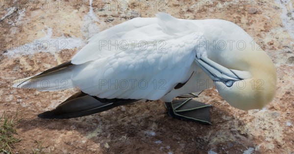 A gannet (Morus bassanus) (synonym: Sula bassana) relaxes and preens its plumage, feathers, head lowered, neck twisted, eye and plumage, relaxation, close-up, portrait, portrait on red sandstone rock, the black and white plumage is shown in detail, sunny day, gannet colony Lummenfelsen, North Sea island Helgoland, Schleswig-Holstein, North Sea, Germany