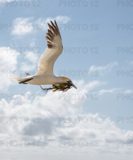 A northern gannet (Morus bassanus) (synonym: Sula bassana) flies to the nest with outstretched wings and seaweed in its beak, nesting material, adult, nesting, nesting site, blue sky with white clouds, cloudy, sunny, sunlight, bright, translucent plumage, northern gannet colony Lummenfelsen, North Sea island of Helgoland, Schleswig-Holstein, North Sea, Germany