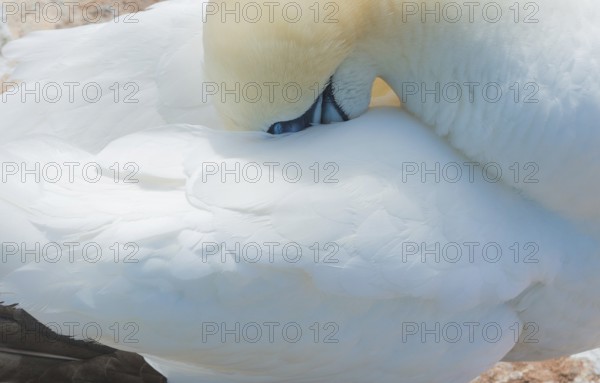A gannet (Morus bassanus) (synonym: Sula bassana) relaxes and preens its plumage, beak sunk into the plumage, resting, sleeping, relaxation, close-up, the white plumage is shown in detail, feather, feathers, sunny day, gannet colony Lummenfelsen, North Sea island Helgoland, Schleswig-Holstein, North Sea, Germany