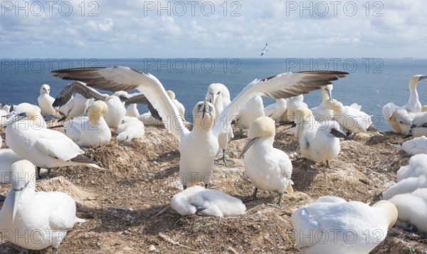 A gannet (Morus bassanus) (synonym: Sula bassana) spreads its wings, spread wings, gannet colony with many nests and fluffy chicks, fluff, chick fluff, earth nests, many animals, adult, juvenile, nesting, nesting sites, nesting place, parents, animal children, rocky coast under blue sky, blue sea in the background, water, sunny day, gannet colony Lummenfelsen, North Sea island Helgoland, Schleswig-Holstein, Germany